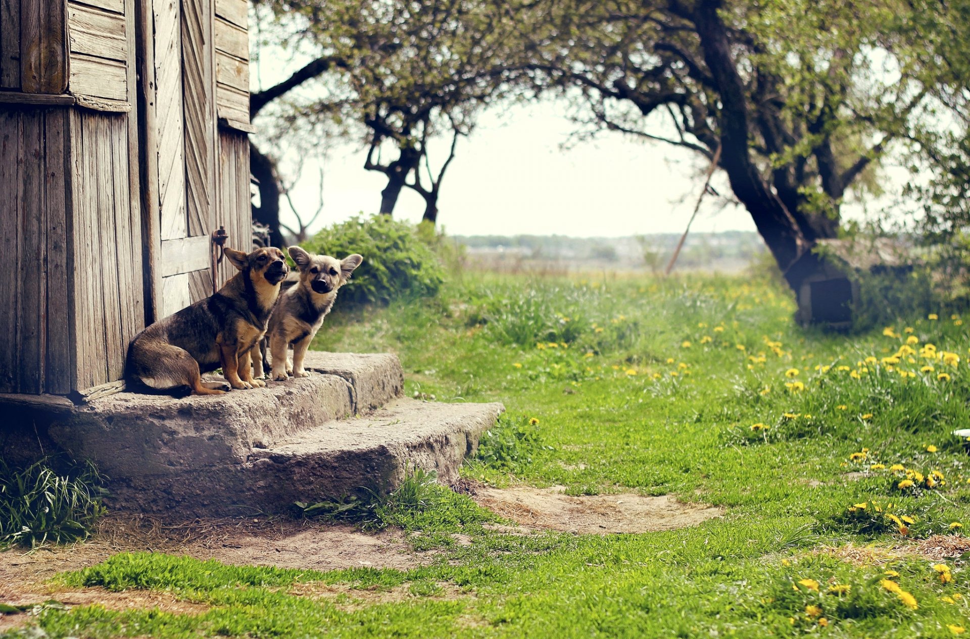 chiens marches marches porte cour herbe verdure nature