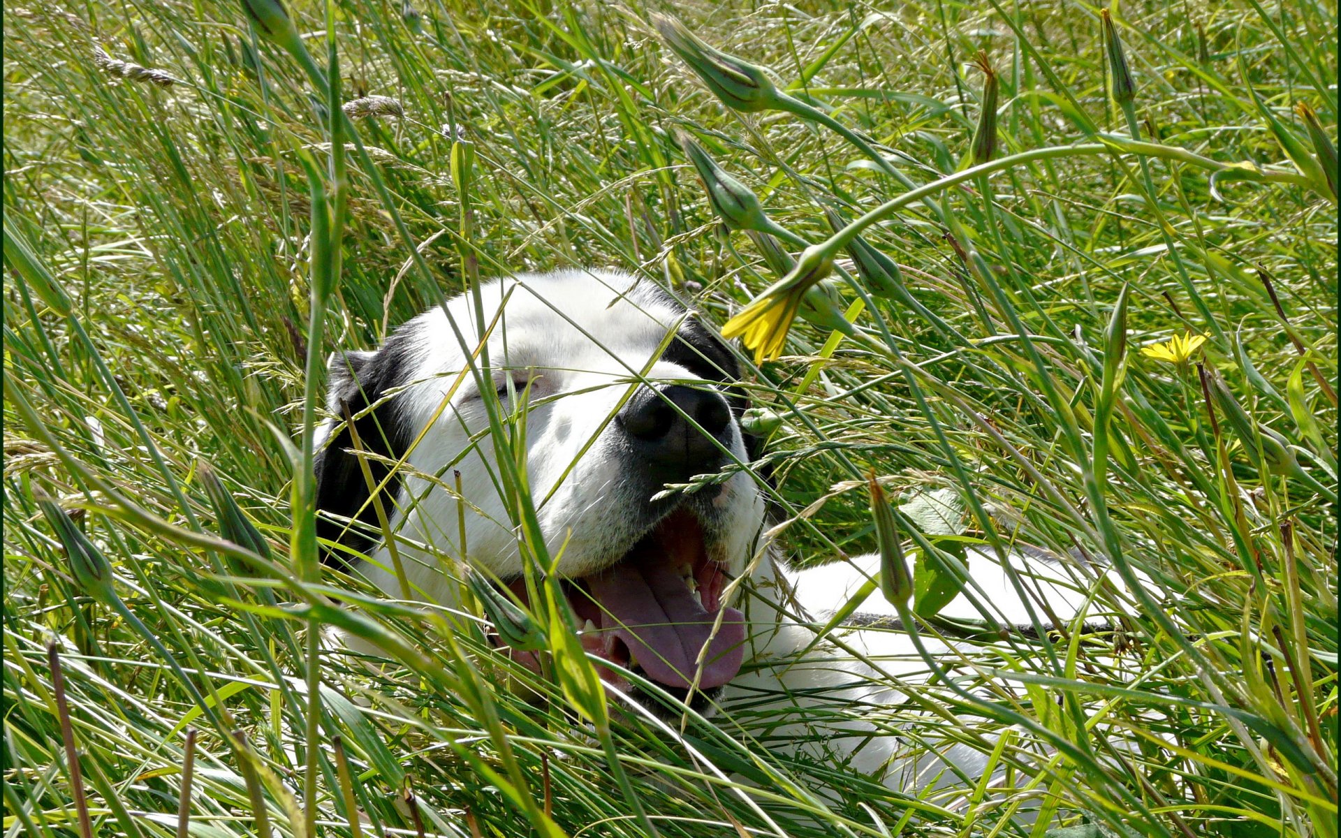 perro amigo verano naturaleza
