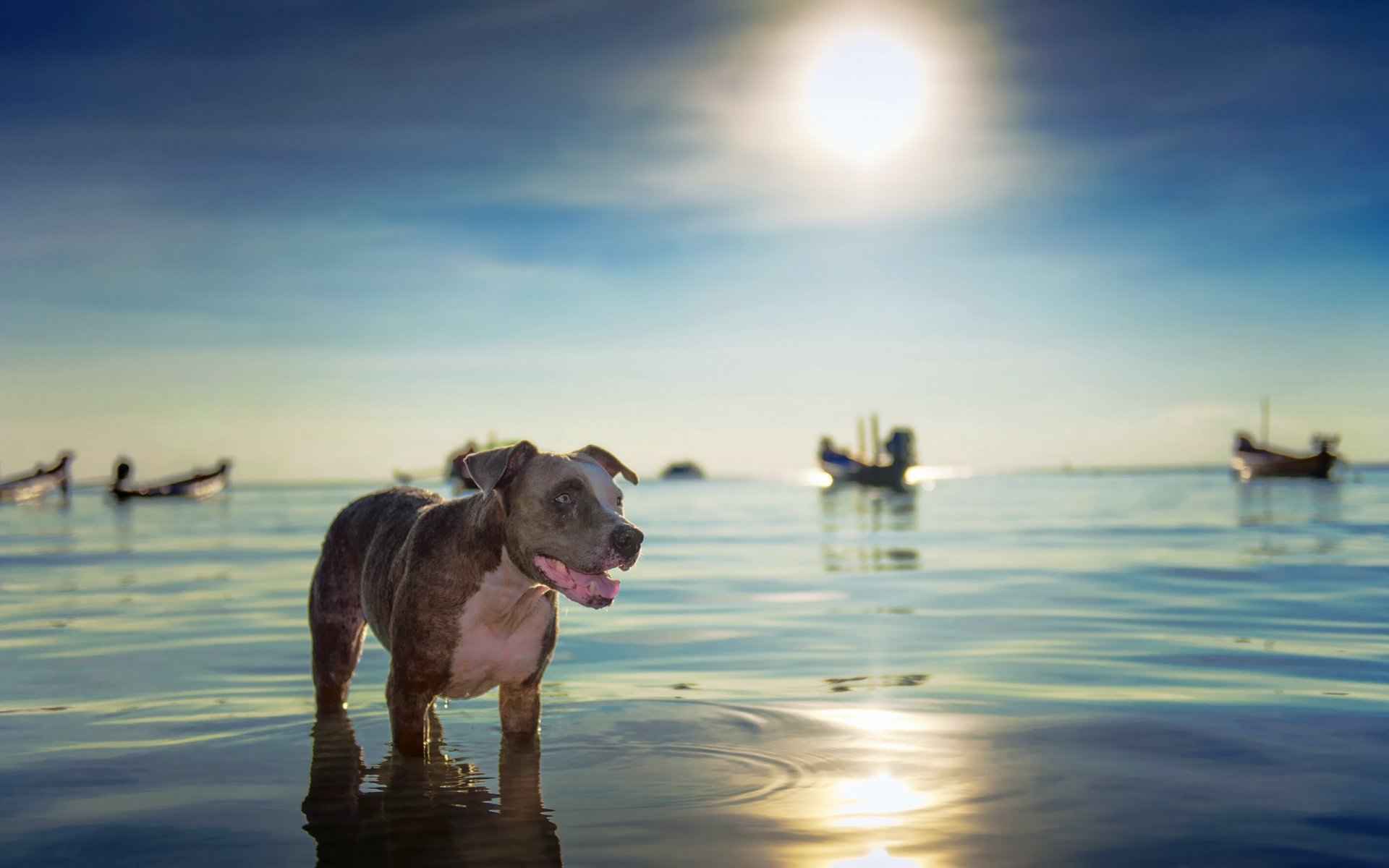 hund blick freund meer