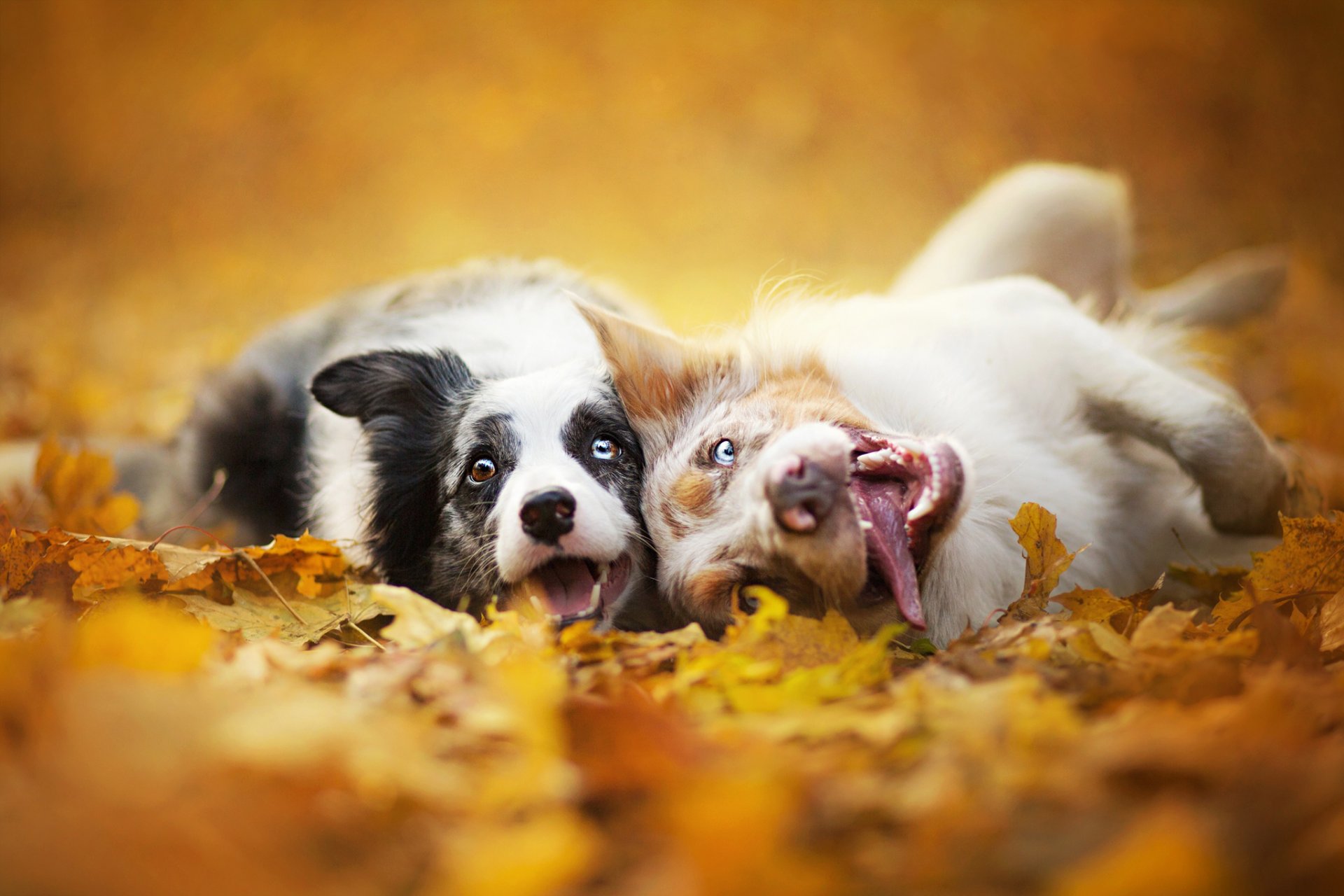 border collie cani due musi foglie natura autunno