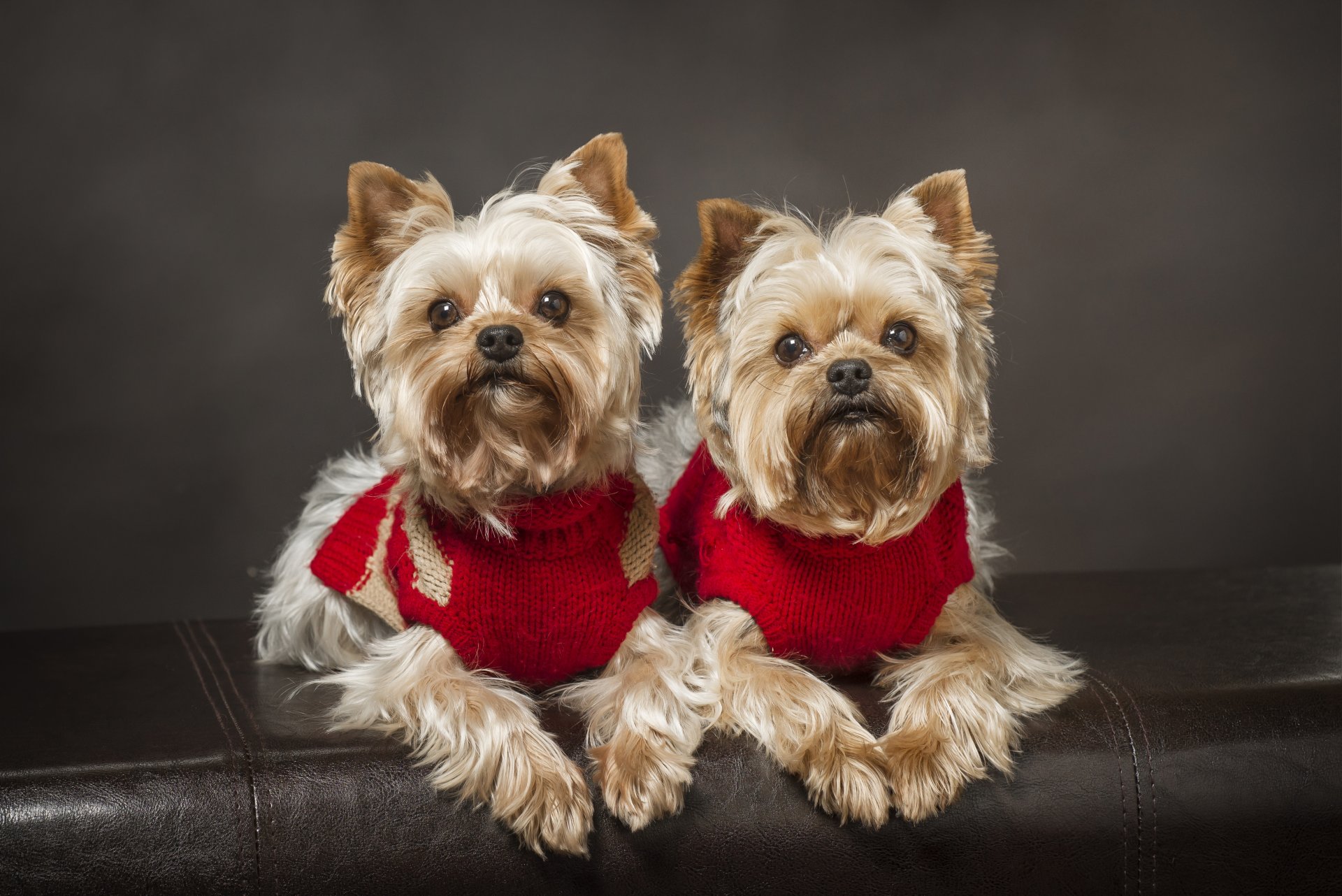 yorkshire terrier hunde zwillinge paar