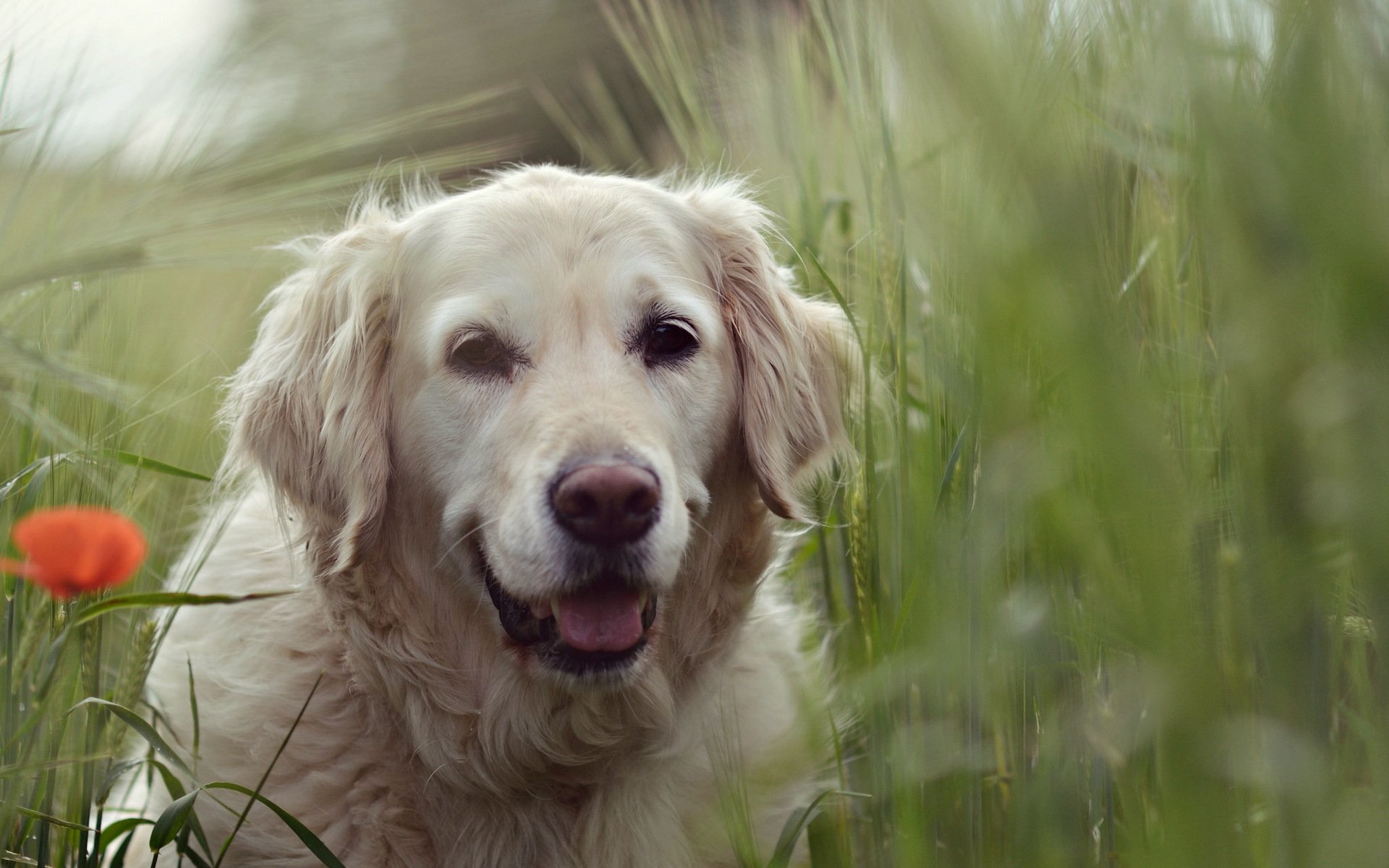 chien regard ami