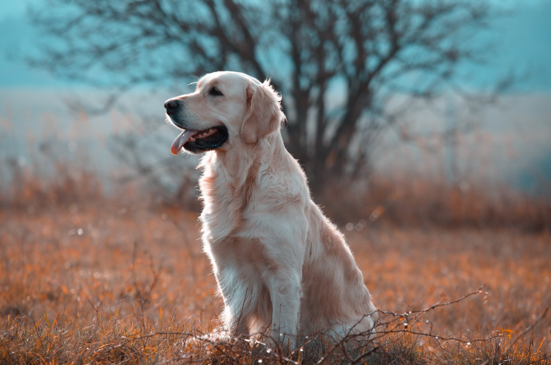 perro mirada amigo