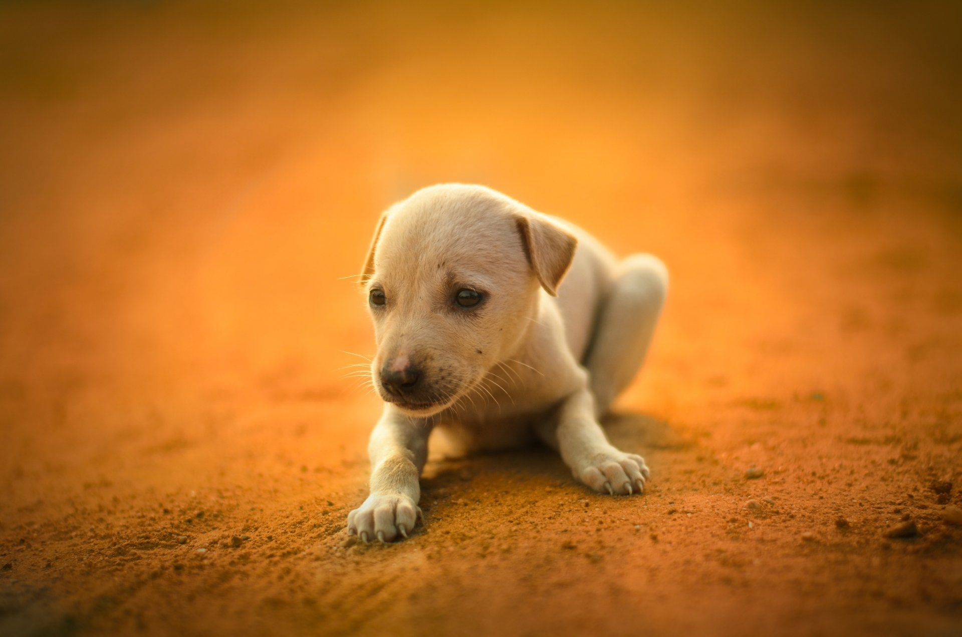 chiot mignon chien blanc ami