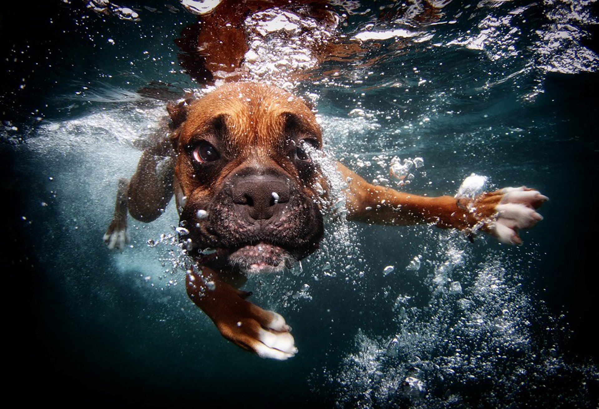 hund unter wasser schwimmt blasen