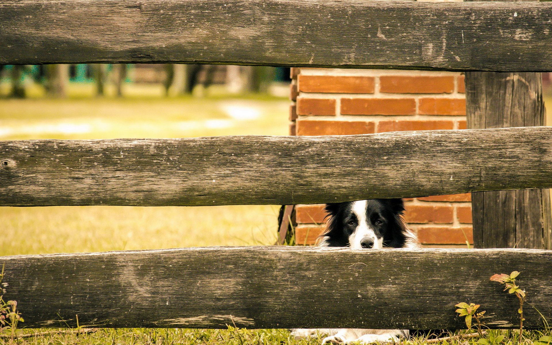 dog view other fence