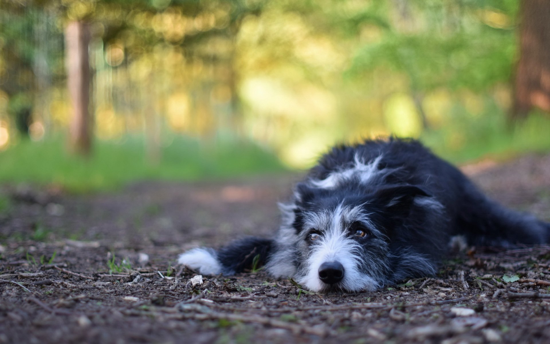 chien regard ami