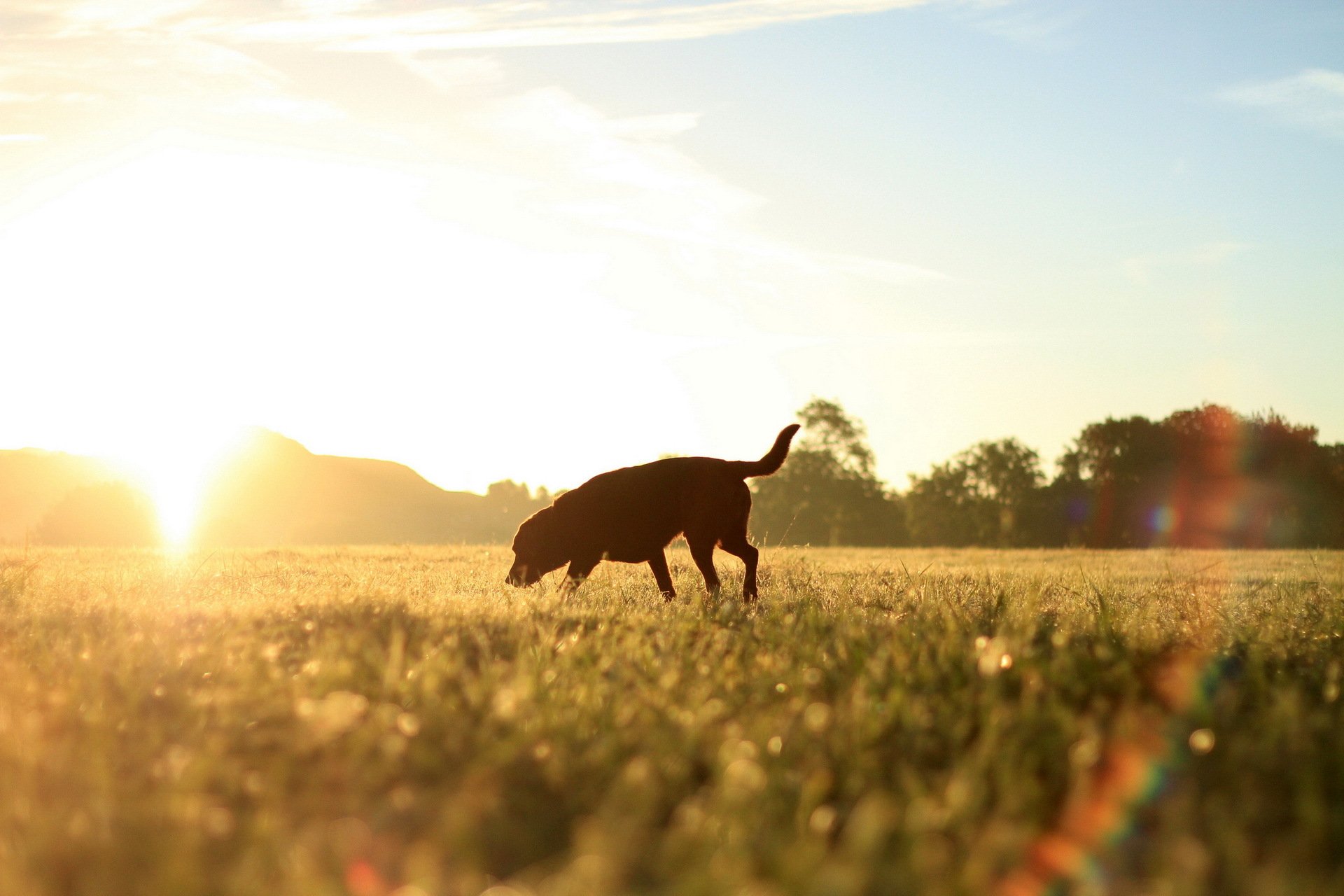 hund feld morgen licht