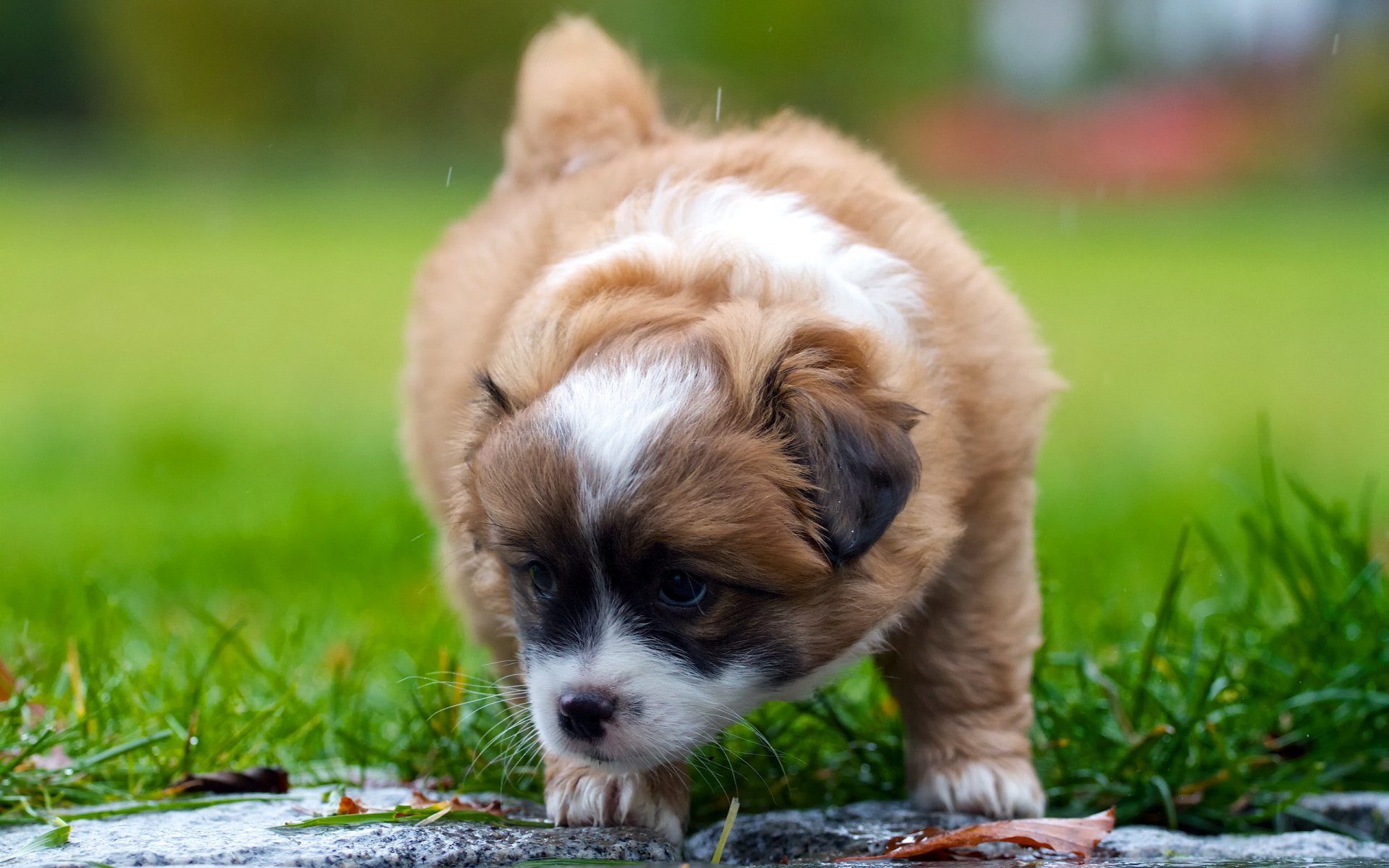 cane cucciolo sfondo
