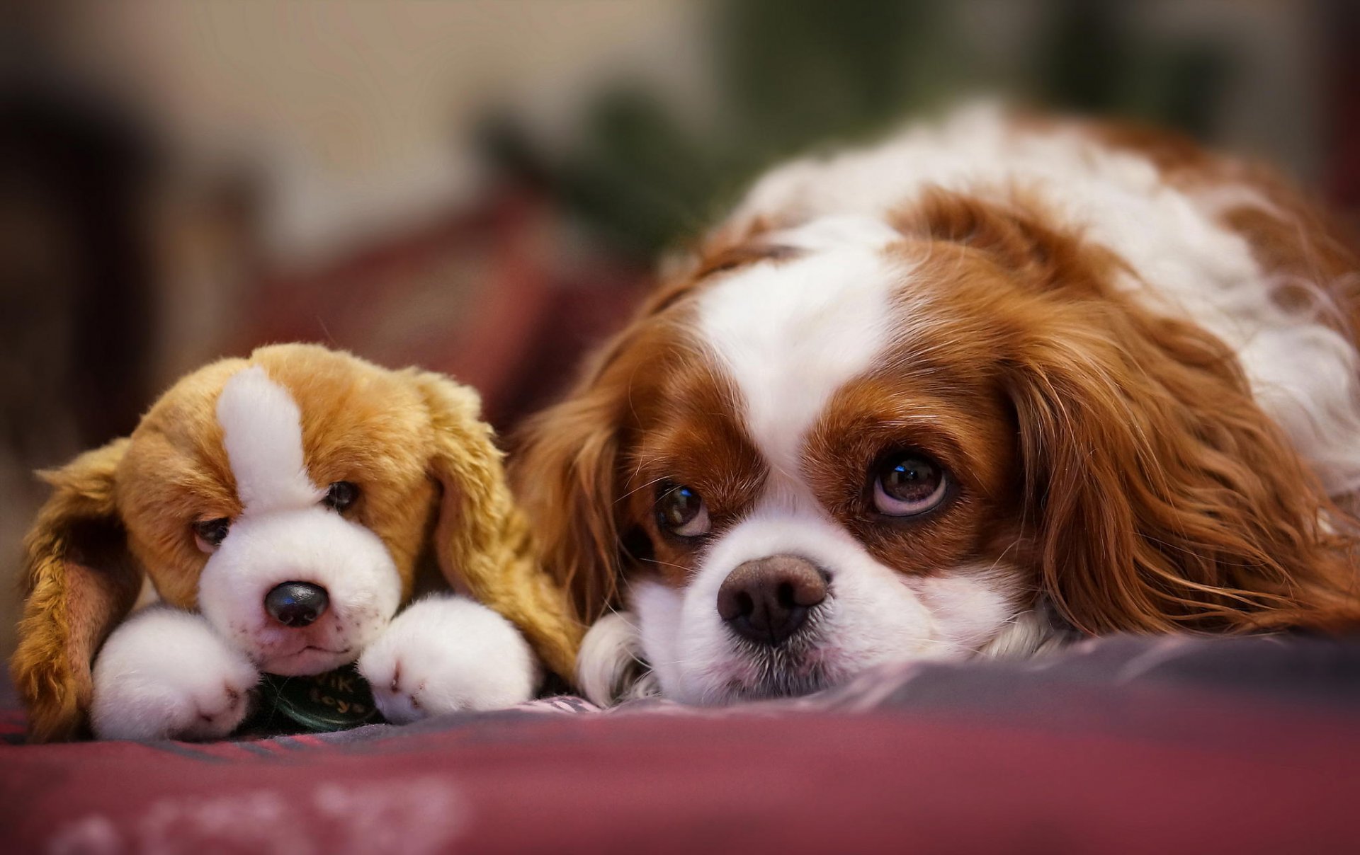 dog puppy view snout toy