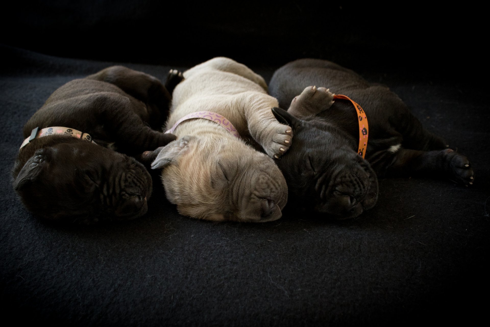 perros cachorros comodidad