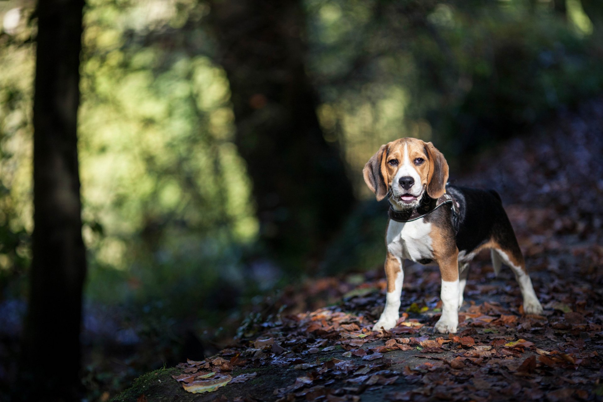 amigo mirada otoño naturaleza perro