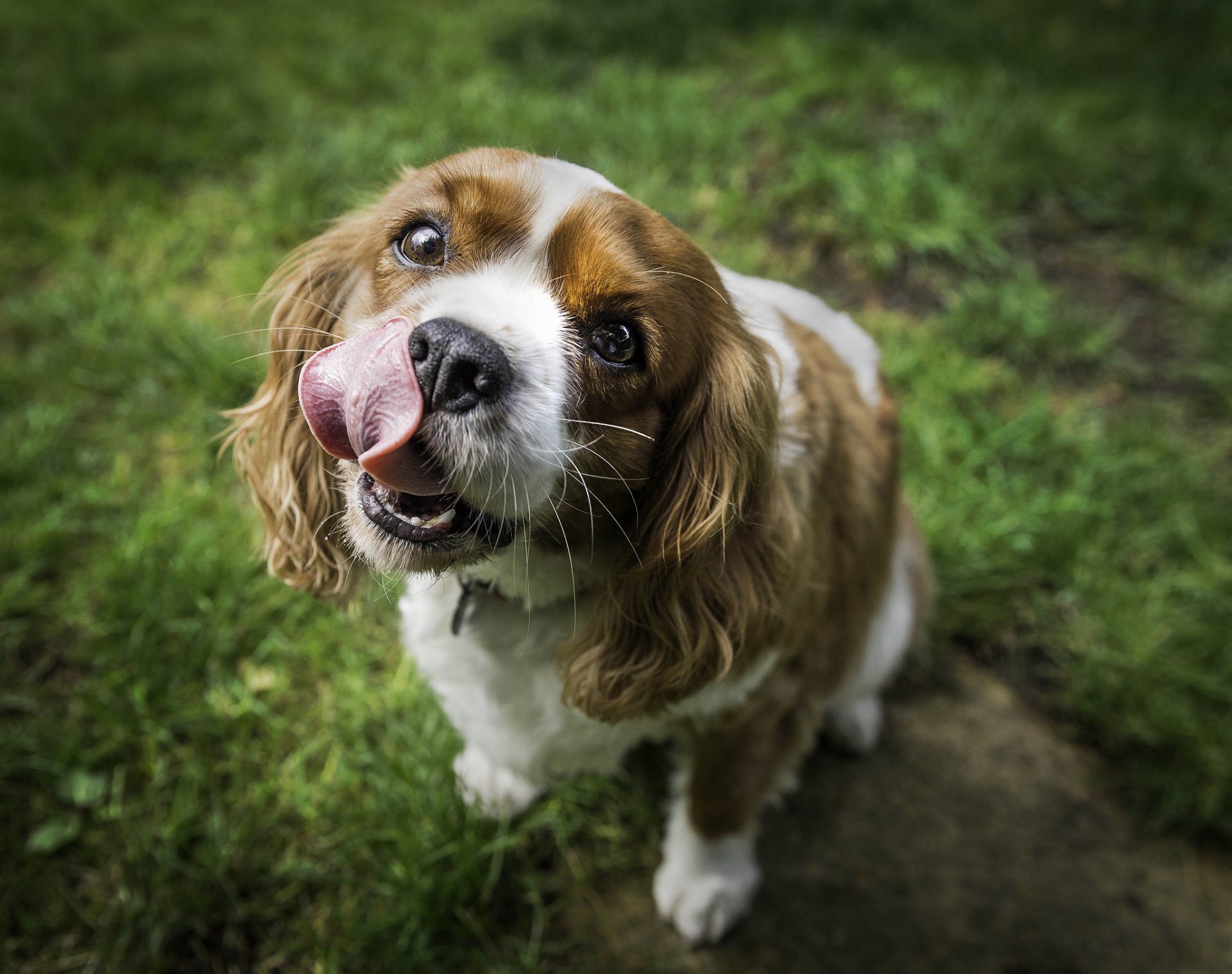chien museau langue nature herbe