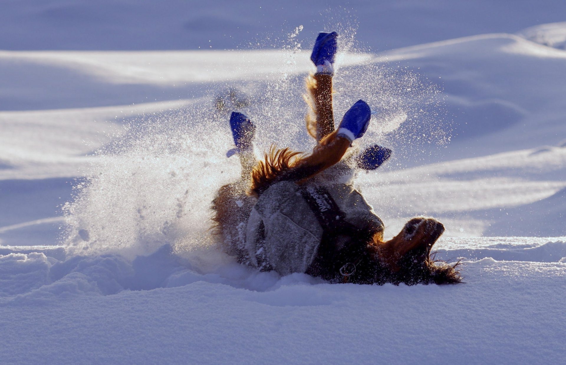 winter schnee hund haltung freude