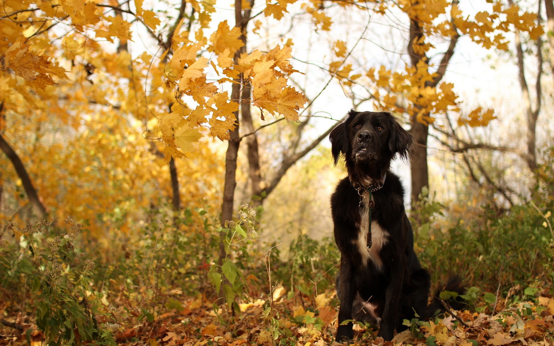 cane amico autunno