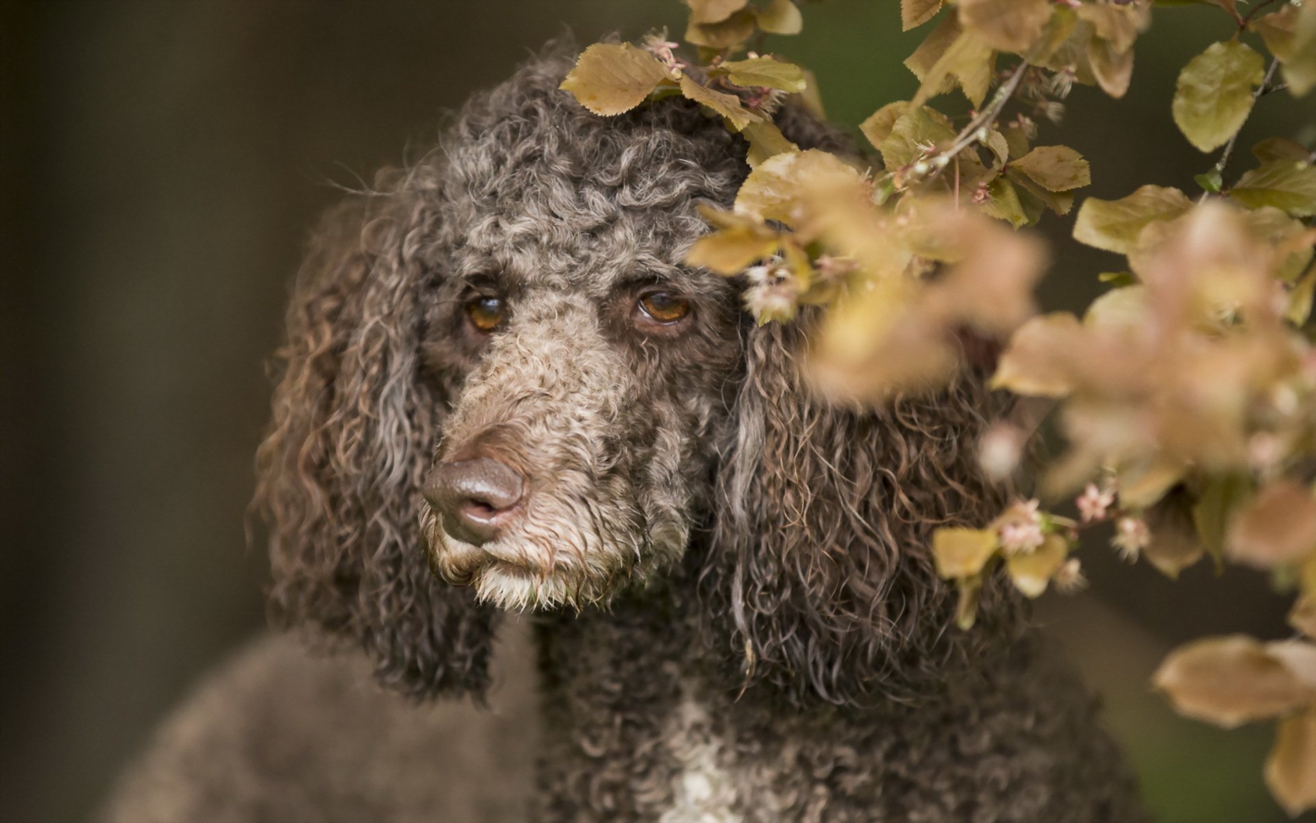 hund blick freund natur