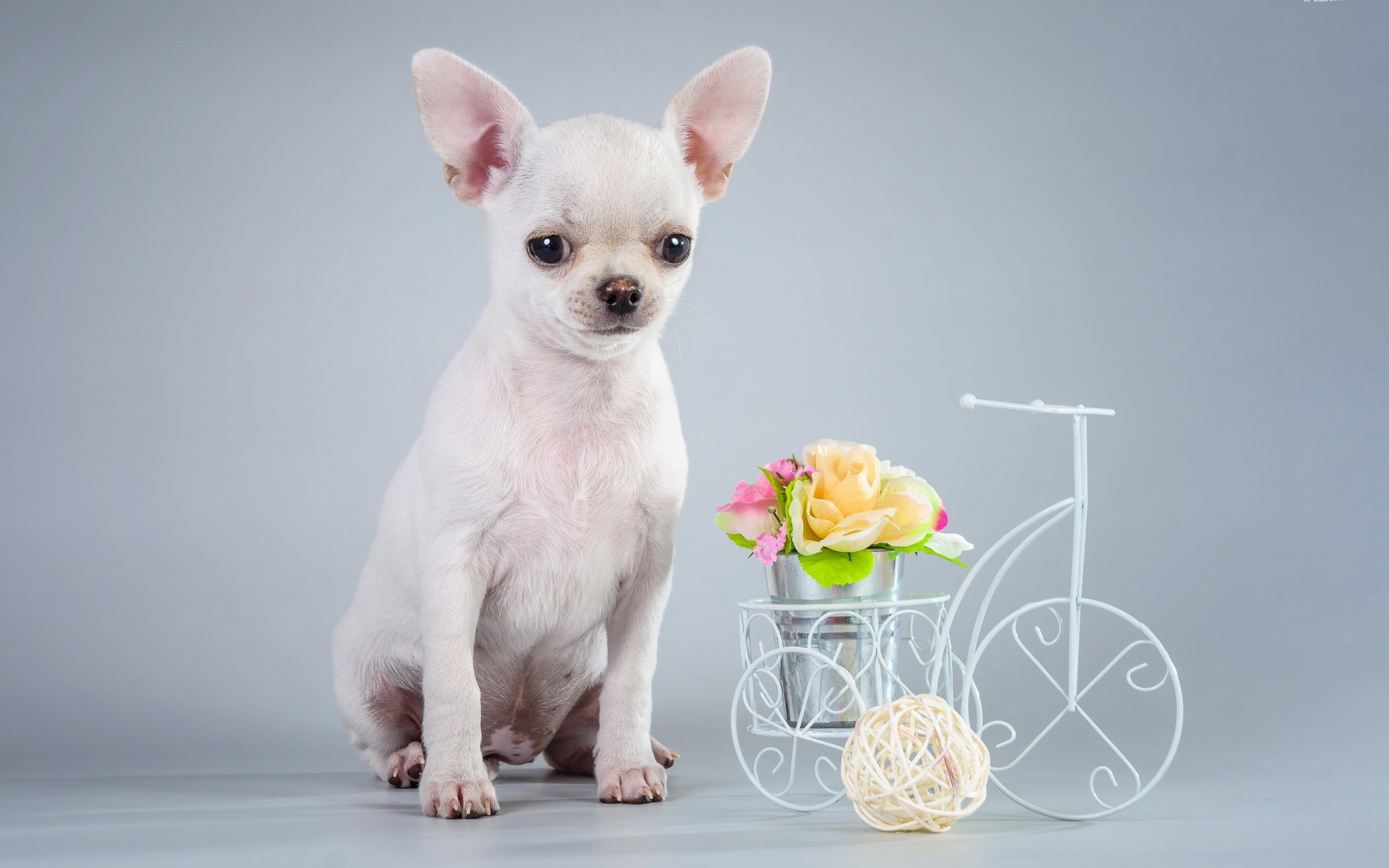hund blick freund
