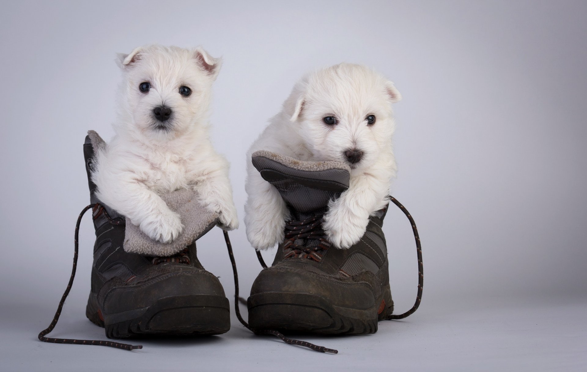 cani cuccioli stivali