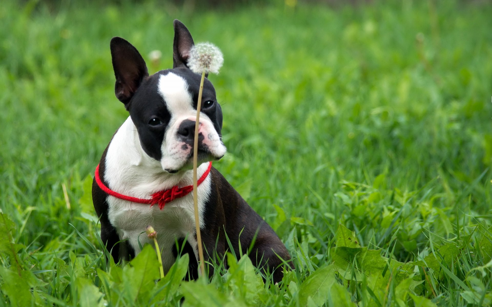 hund freund löwenzahn
