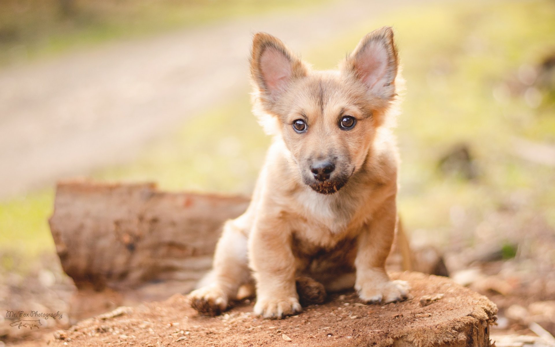 chien regard ami