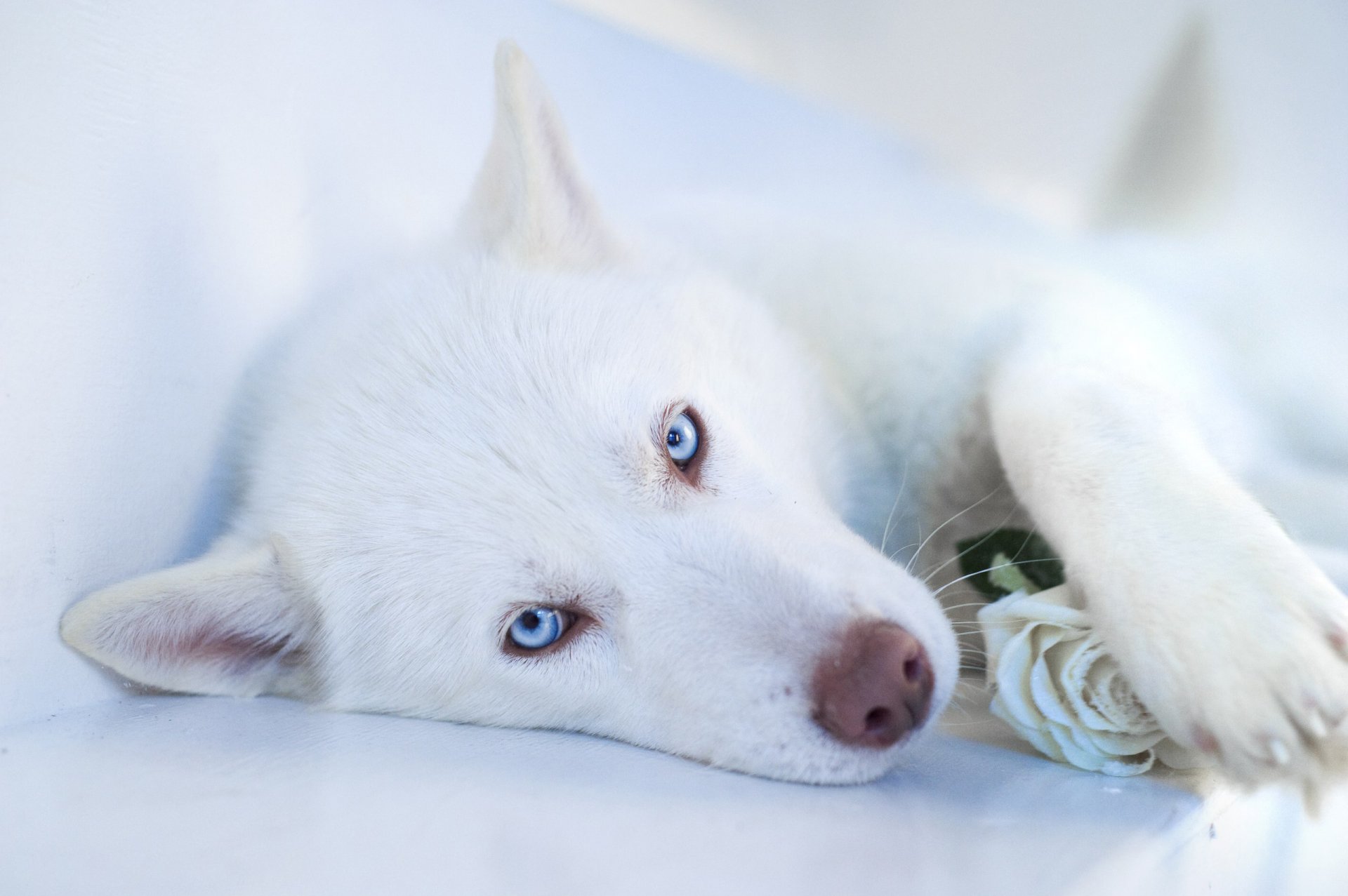 husky chien blanc museau