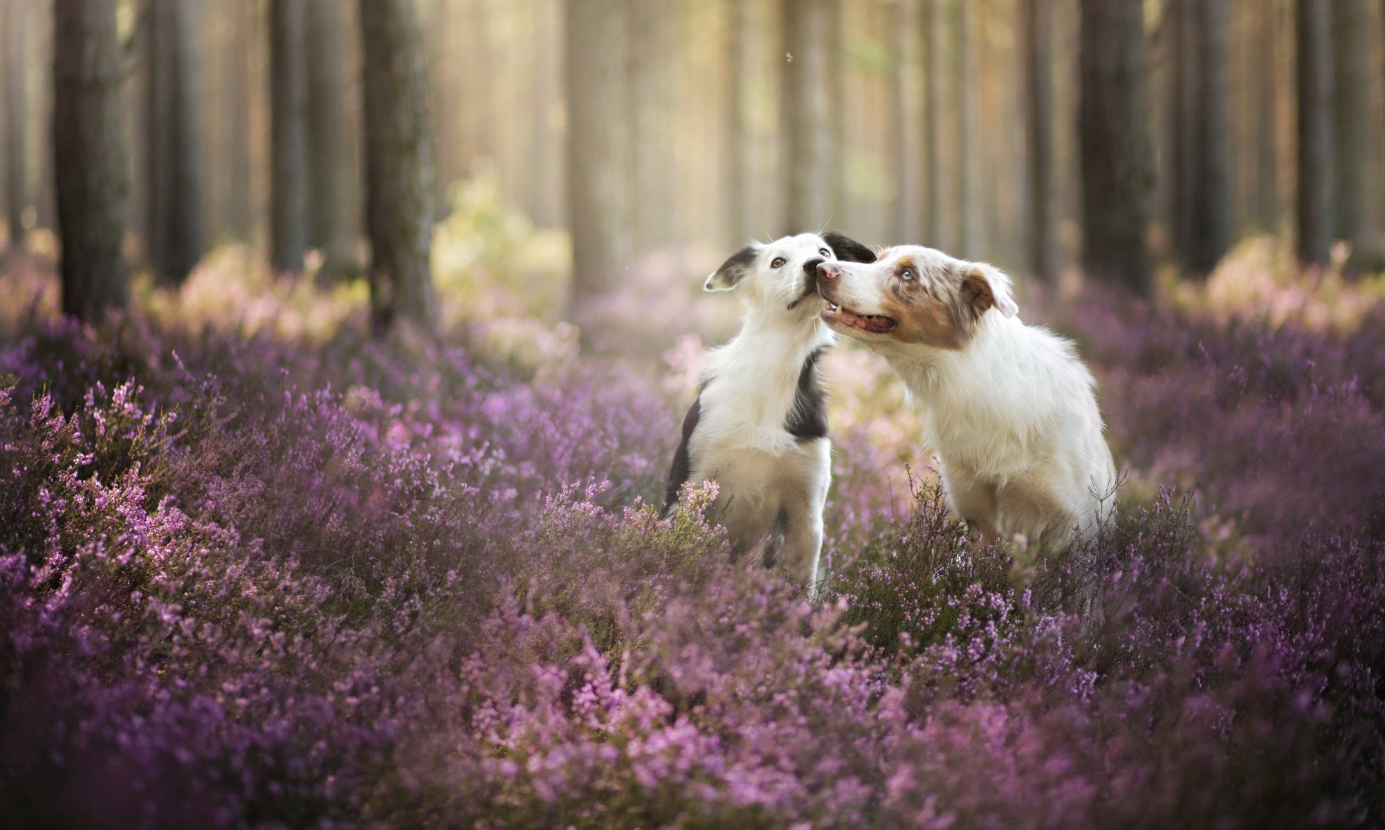 dogs friends forest