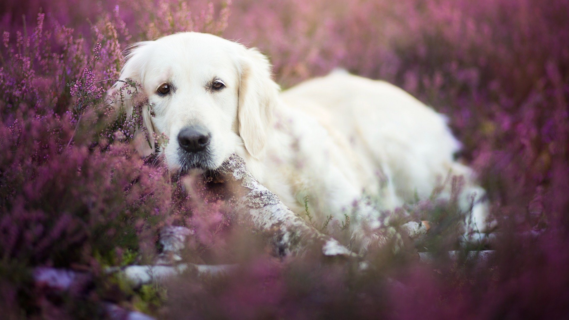 chien regard ami