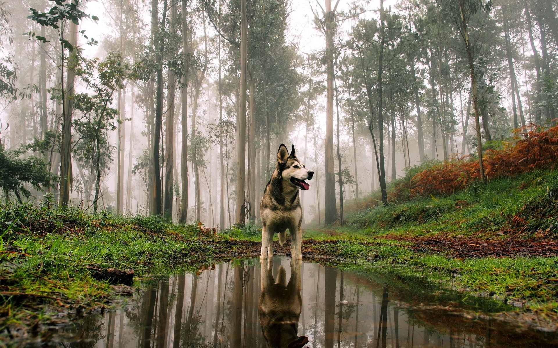 chien vue ami forêt