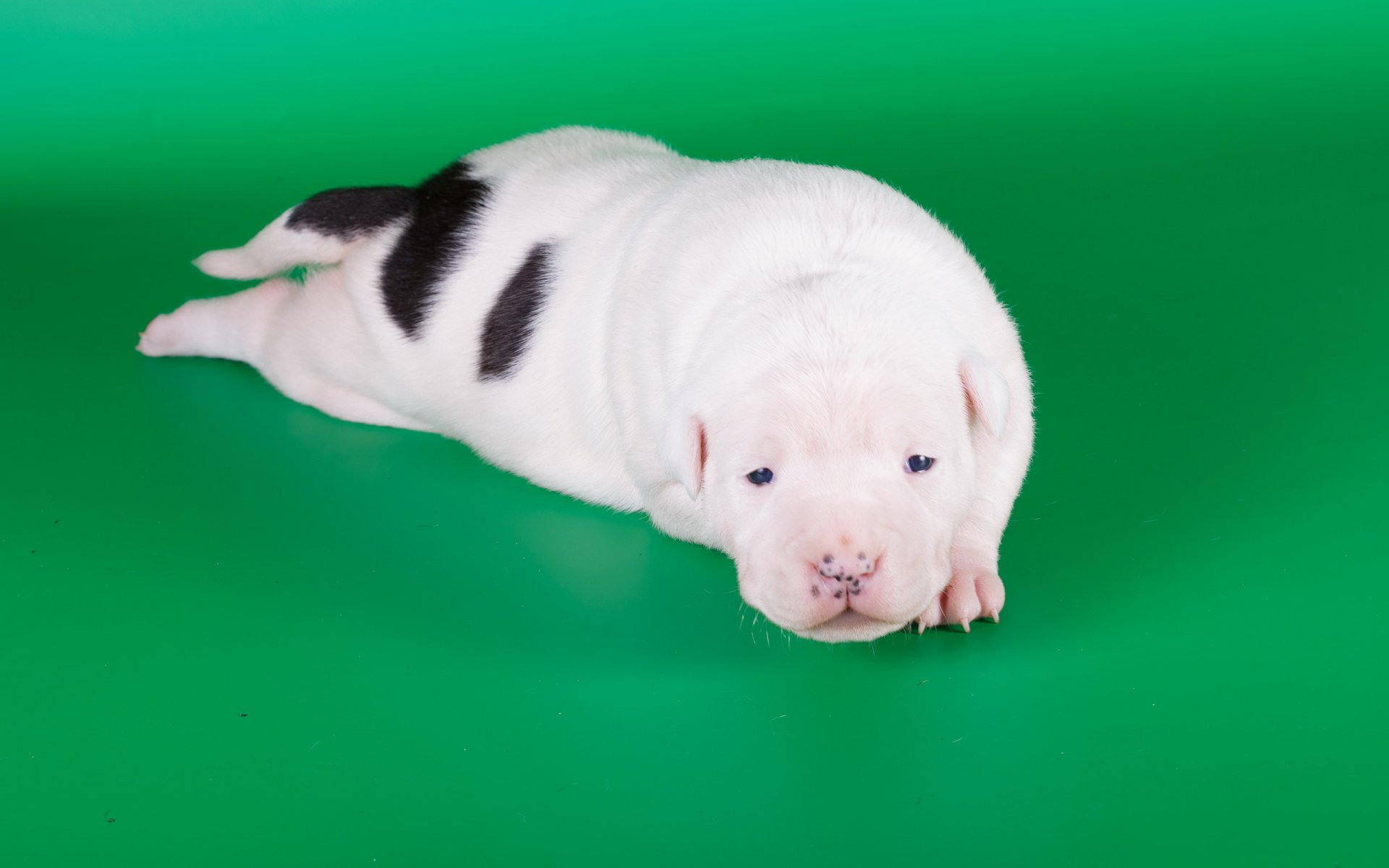 amstaff cucciolo cane