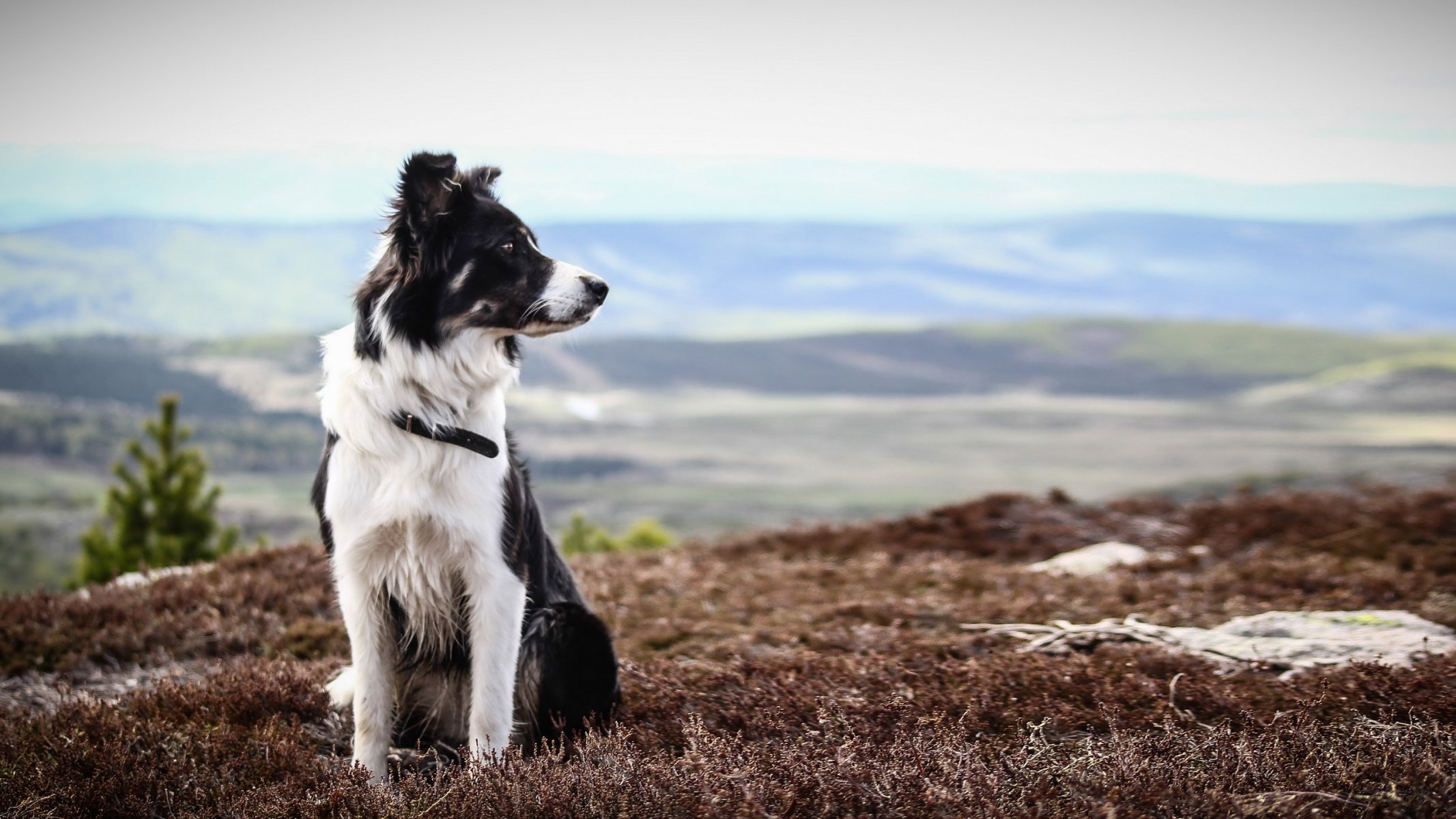 dog view other summer
