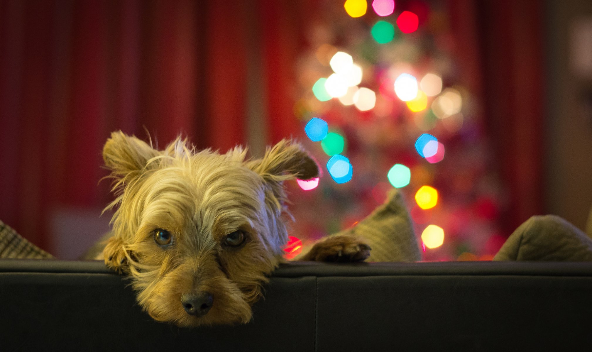 chien regard ami