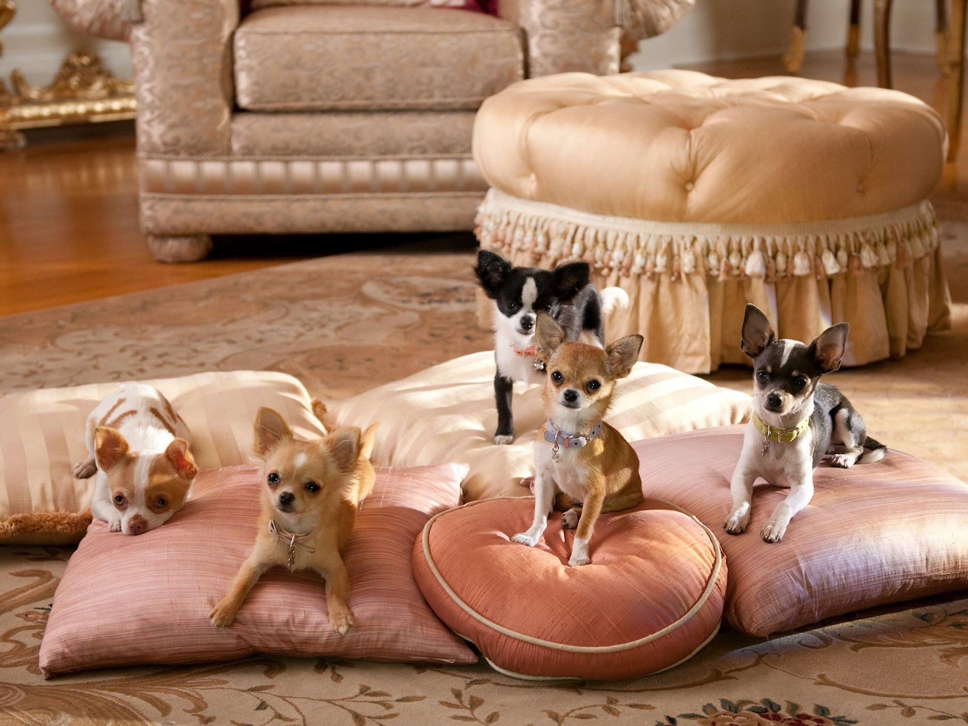 chihuahua cuscini stanza cani