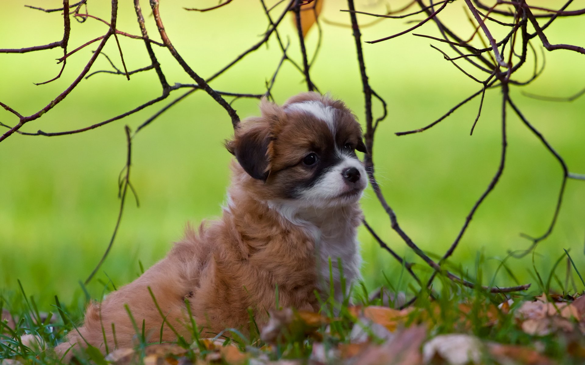 cane cucciolo sfondo