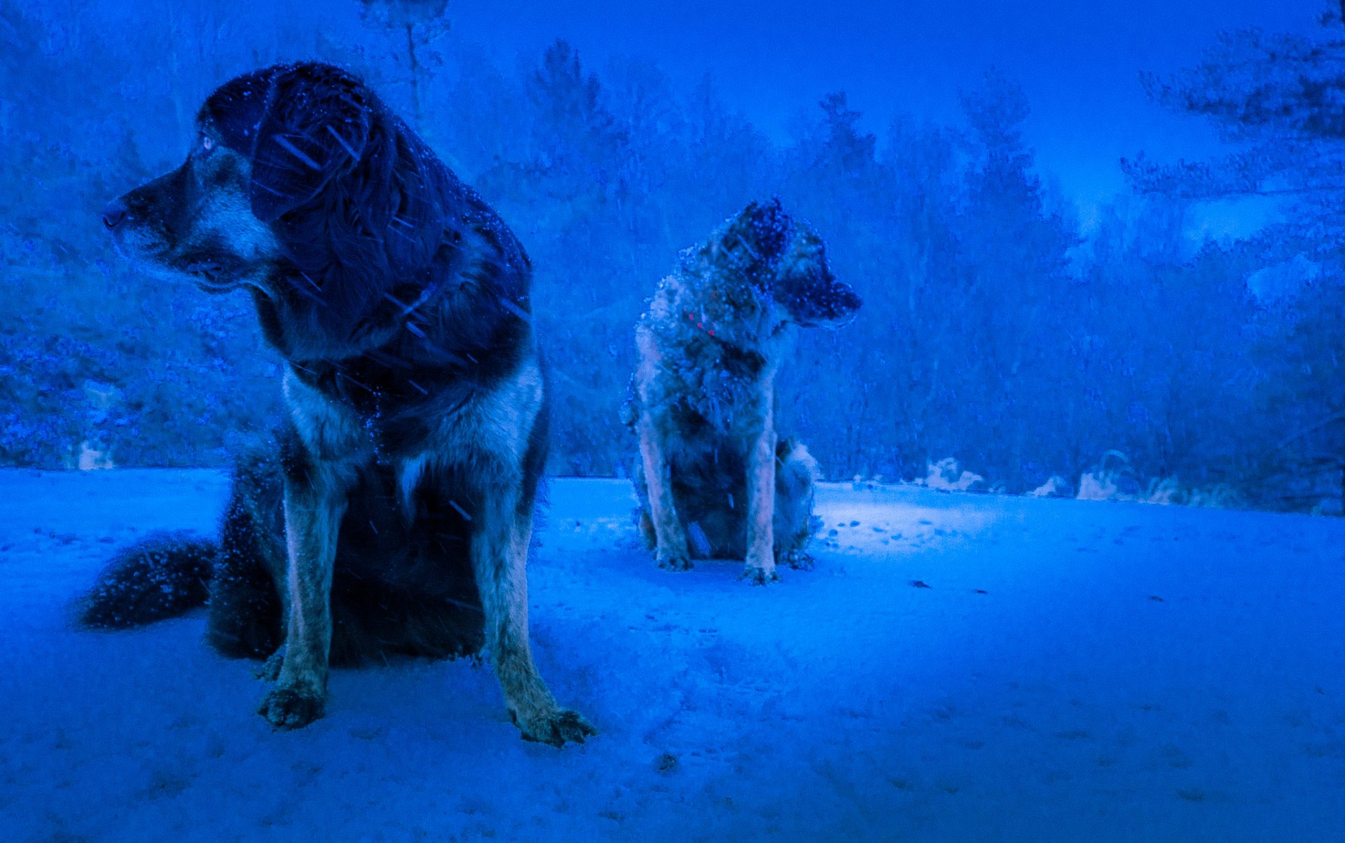 chiens hiver blizzard fond