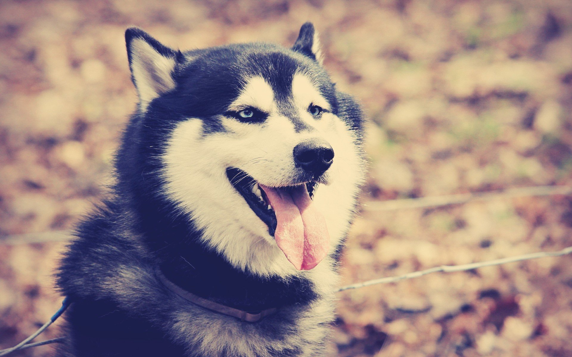 cane sguardo occhi azzurri lingua denti collare autunno husky foglie natura all aperto amico occhi ogni