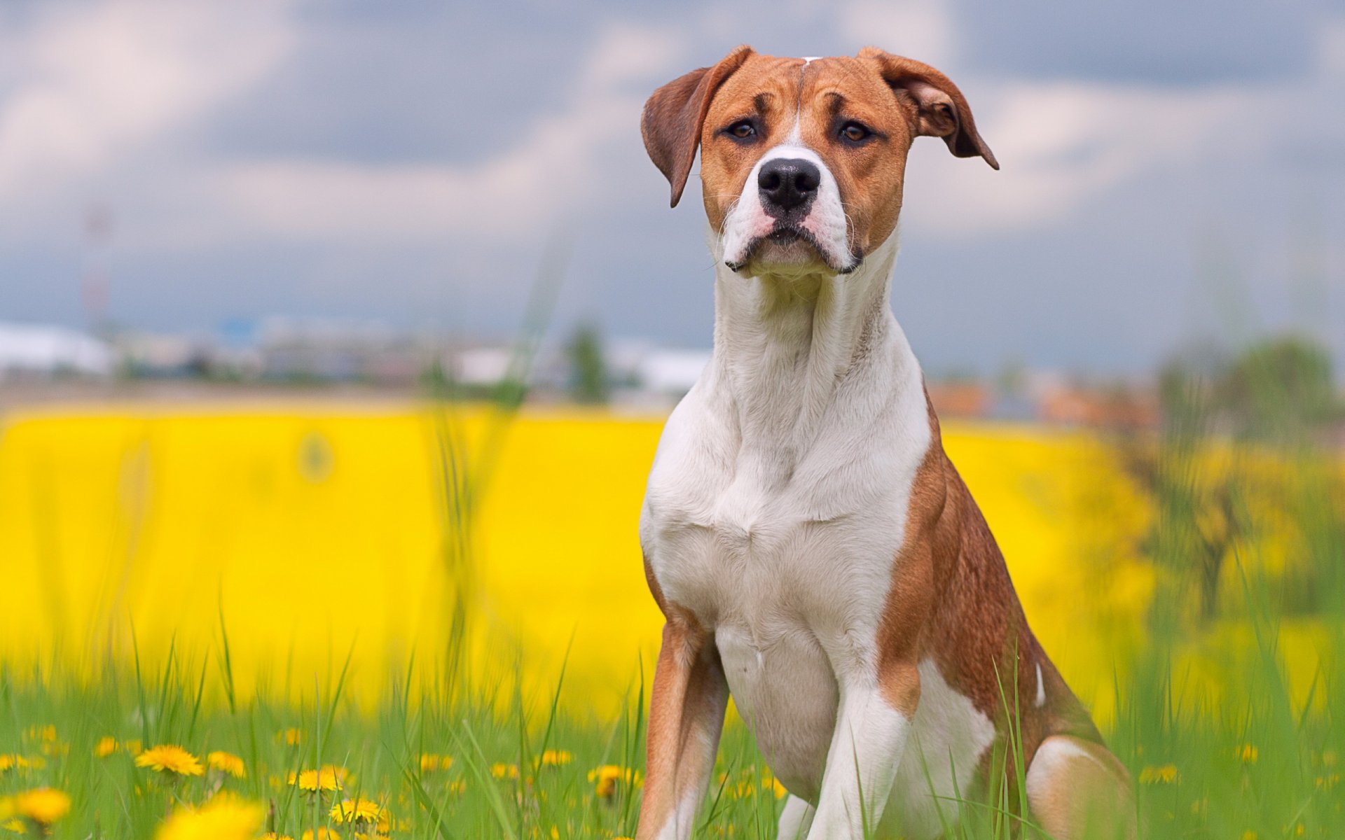 hund sommer freund