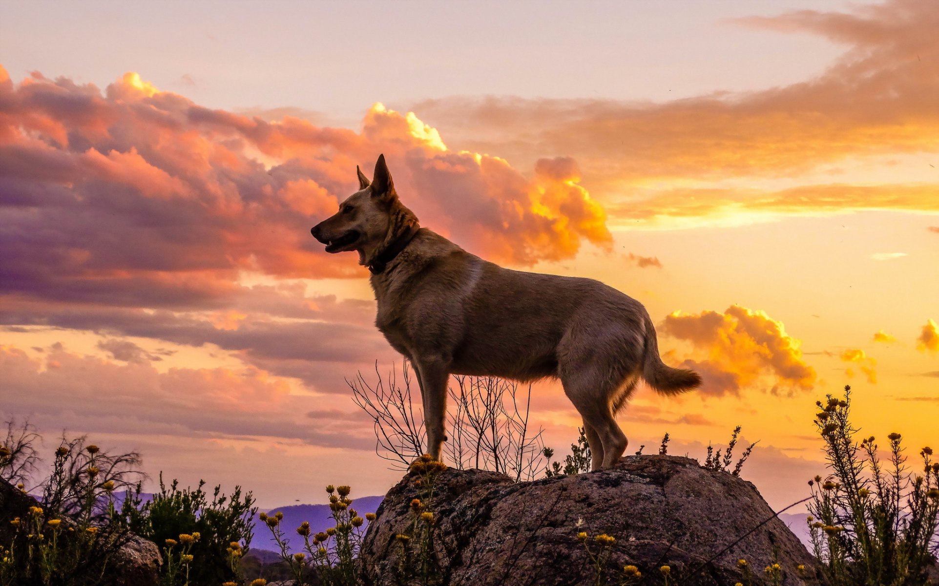 perro mirada amigo