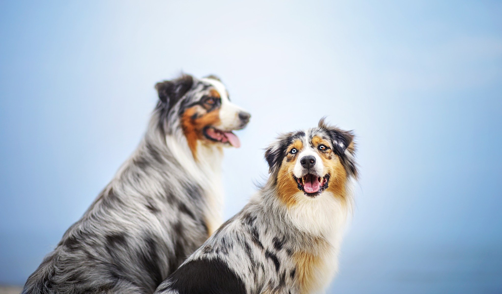 cani amici sfondo