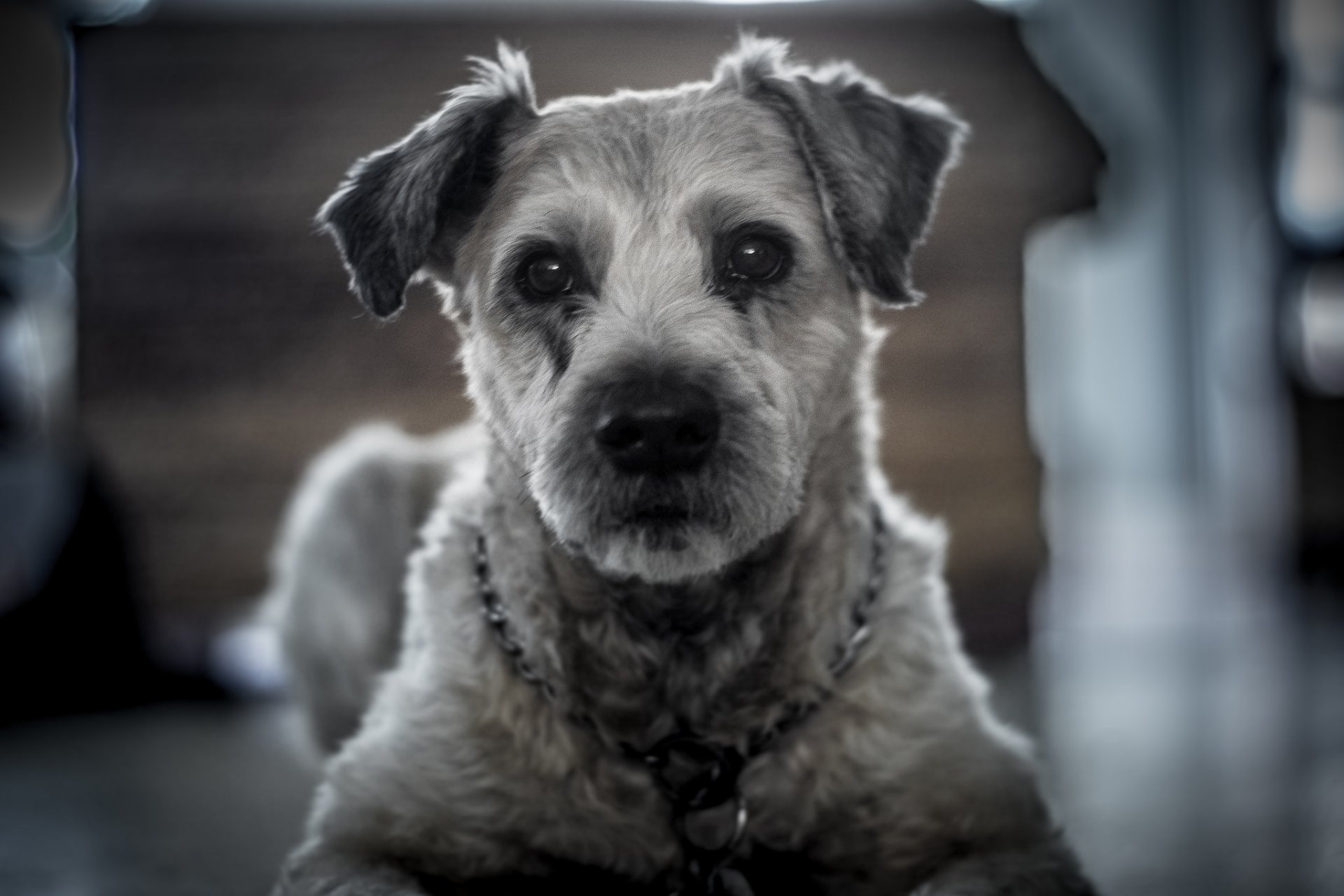 cane sguardo amico sfondo