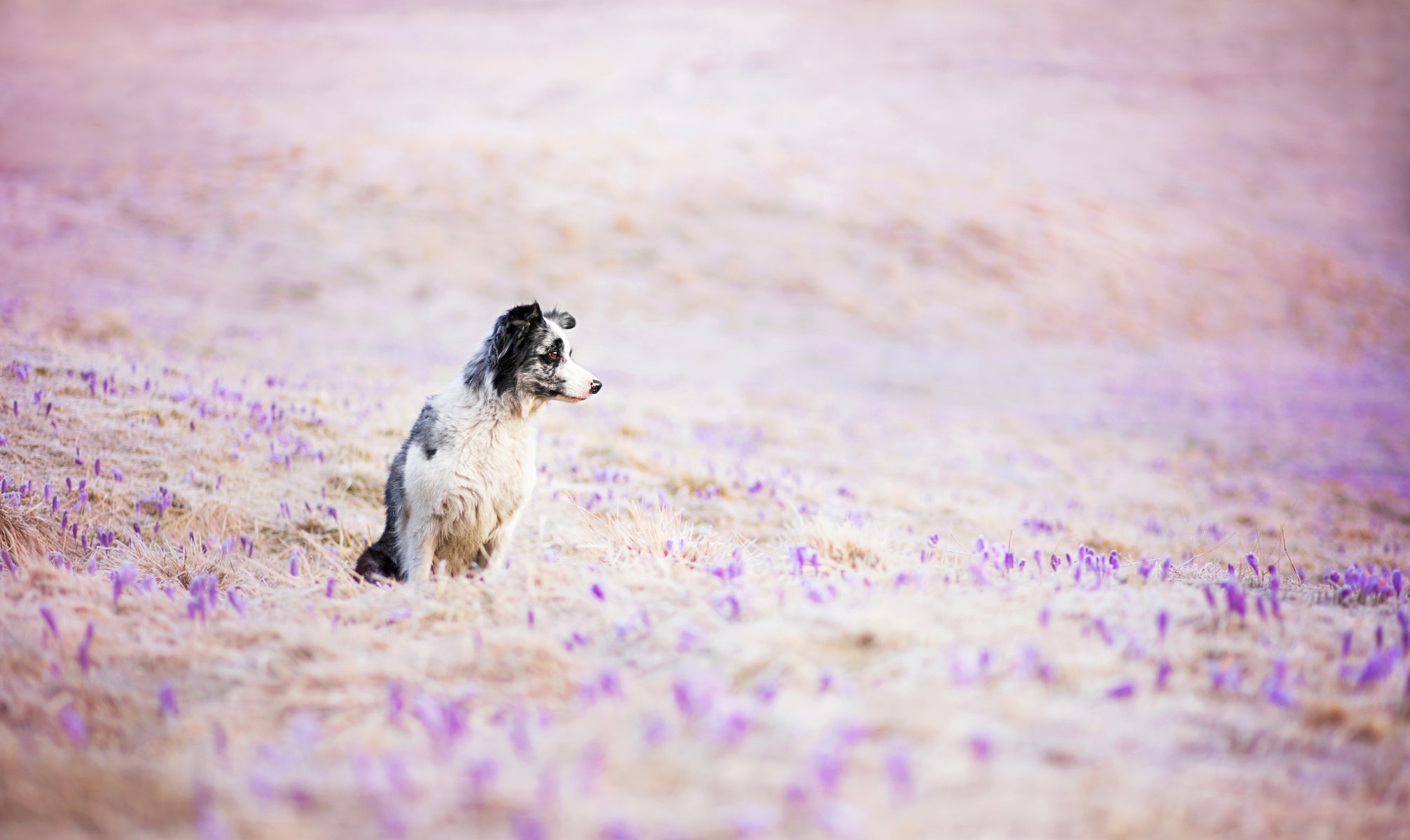 dog view other