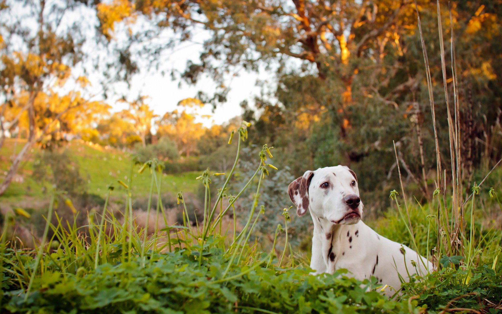 dalmata cane fiume