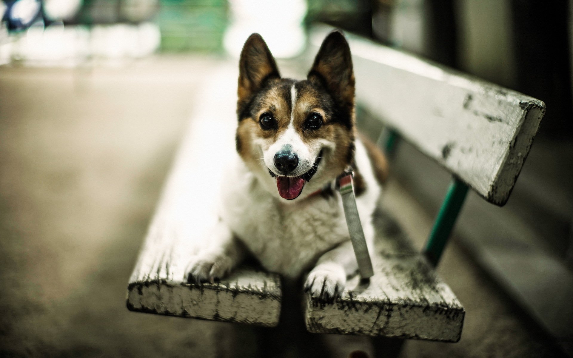 perro amigo banco