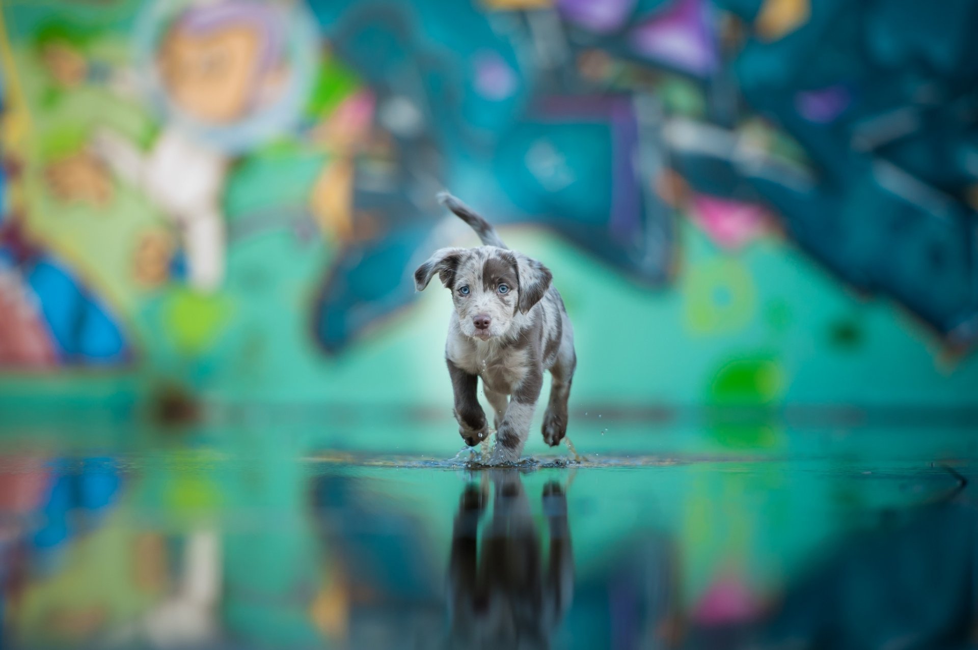 puppy dog other color water