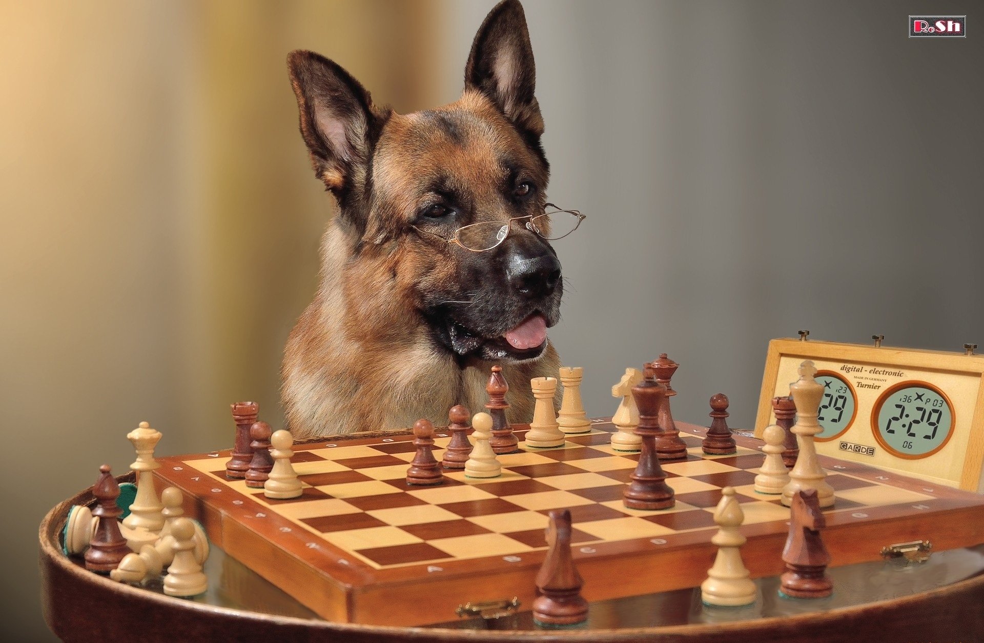 berger lunettes échecs