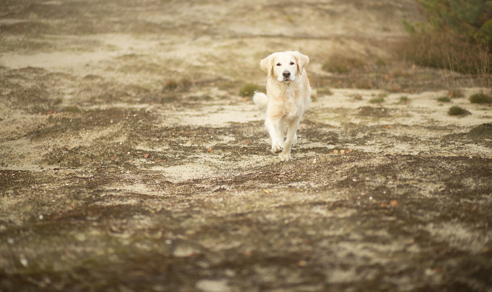 chien regard ami