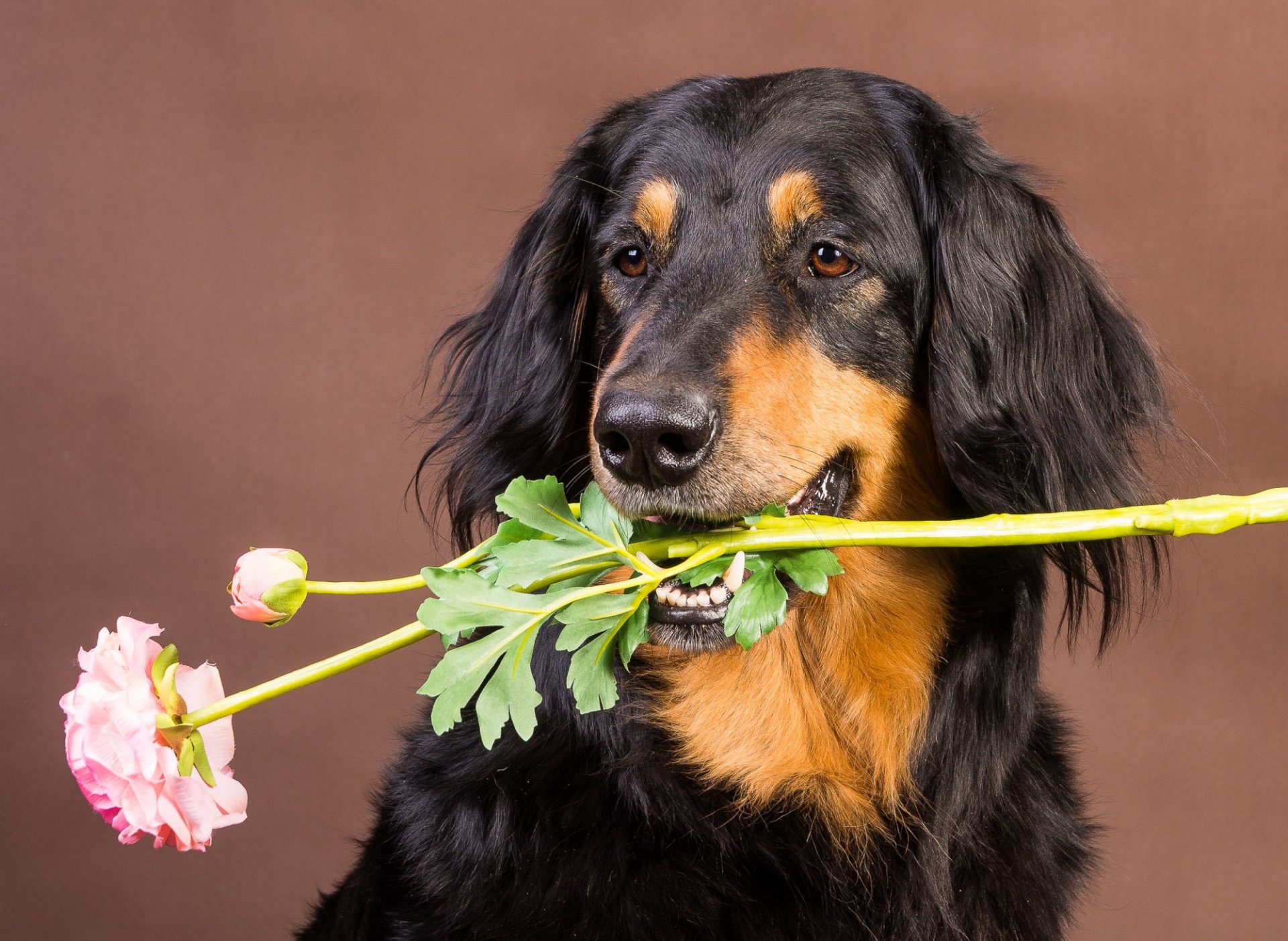 perro amigo flor fondo