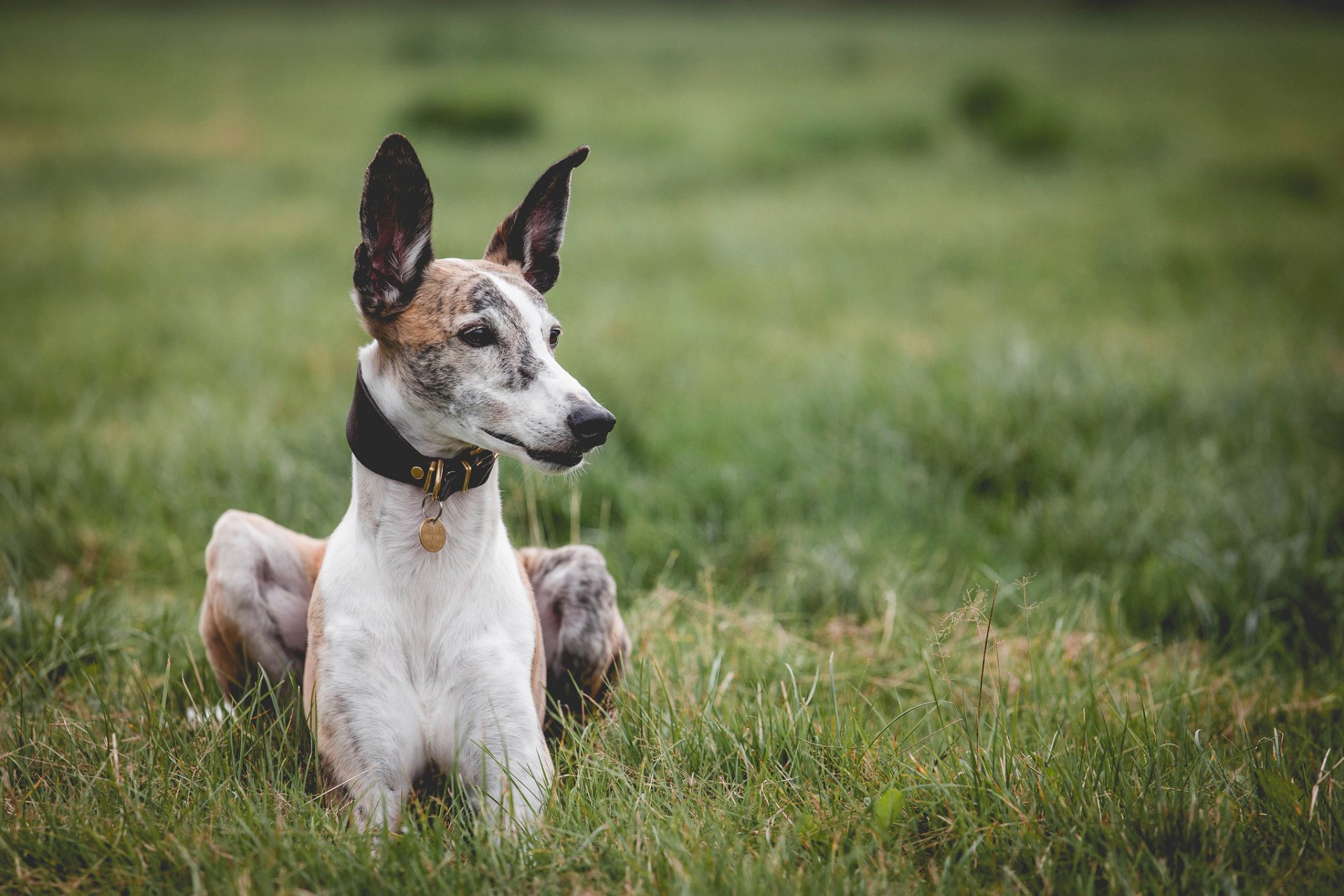 collier médaille chien