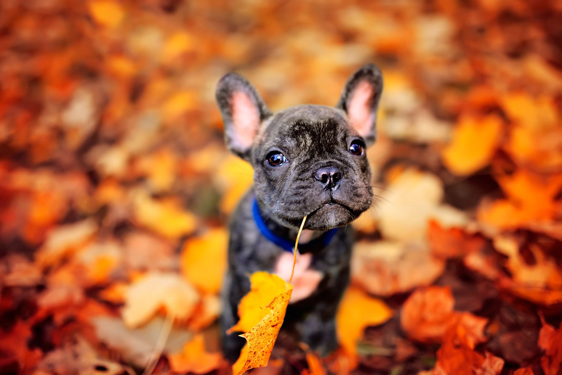 cagnolino autunno foglie