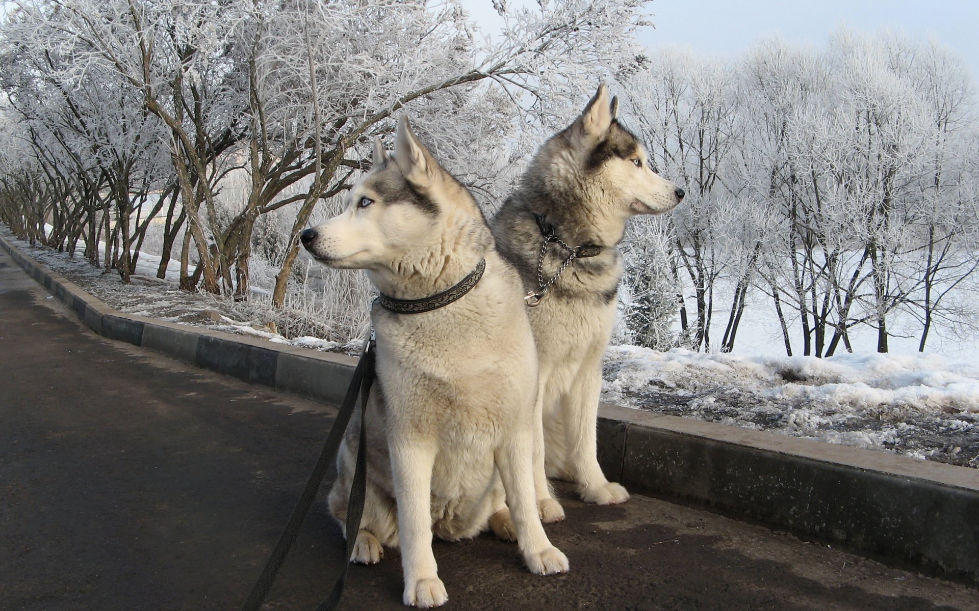 chiens promenade route