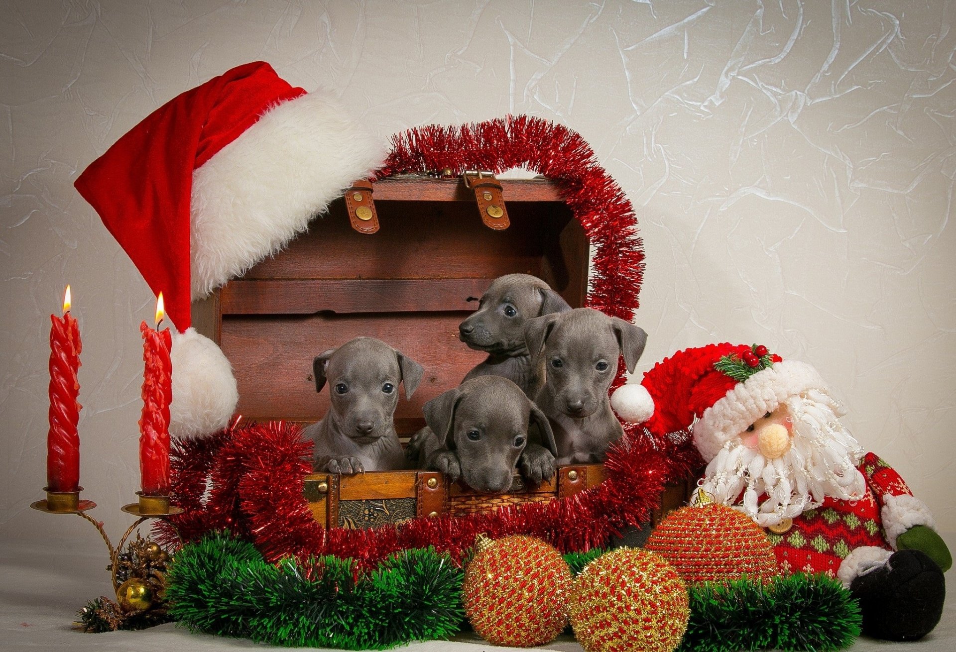 nuovo anno cuccioli decorazioni